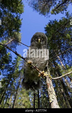 Bartkauz (Strix Nebulosa), auf abgestorbenem Holz, Finnland Stockfoto
