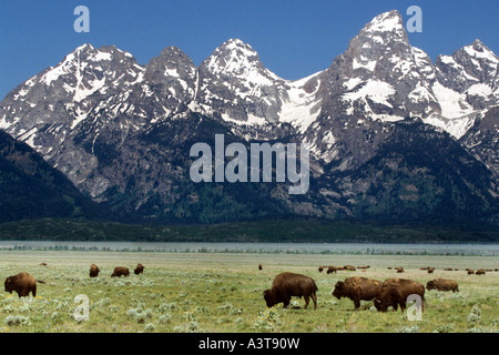 Amerikanische Bison, Büffel (Bison Bison), Herde Aegaeischen vor beeindruckender Bergkulisse, USA Stockfoto