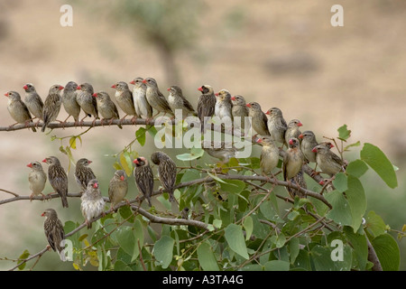 rot-billed Webervögeln (Webervögeln Webervögeln), scharen sich ausruhen, Namibia Stockfoto