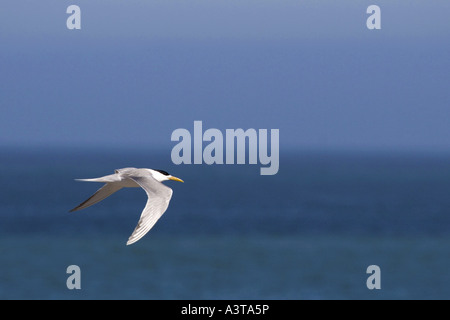 größere crested Seeschwalbe (Thalasseus Bergii, Sterna Bergii), fliegen, Namibia Stockfoto