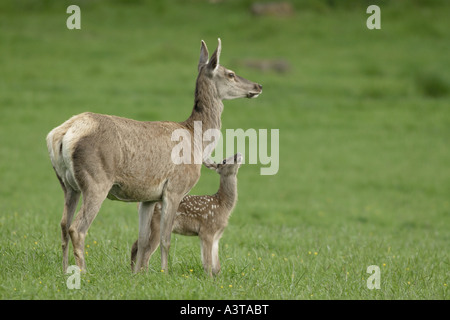 Rothirsch (Cervus Elaphus), Weibchen mit jungen, Deutschland, Nordrhein-Westfalen, Sauerland Stockfoto