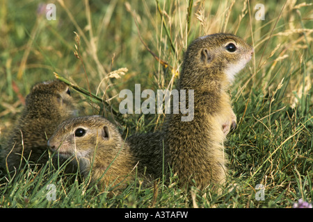 Europäische Ziesel, Europäische Ziesel, drei jungen europäischen Zieselmaus (Citellus Citellus, Spermophilus Citellus) Stockfoto