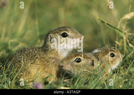 Europäische Ziesel, Europäische Ziesel, drei jungen europäischen Zieselmaus (Citellus Citellus, Spermophilus Citellus) Stockfoto