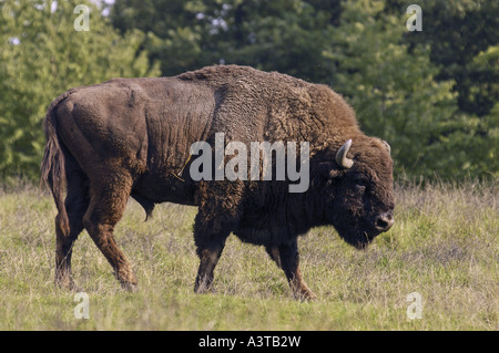 Europäische Bison, Wisent (Bison Bonasus), Männchen auf Sommerweide Stockfoto