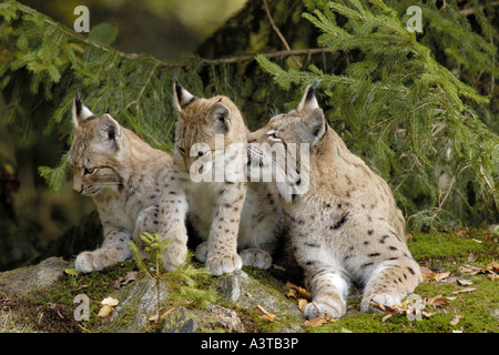 Eurasischer Luchs (Lynx Lynx), Frau mit zwei jungen, Deutschland Stockfoto