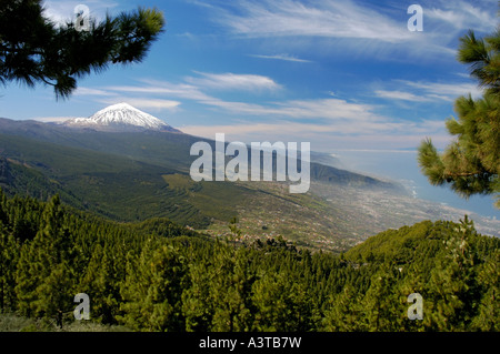 Kanarische Kiefer (Pinus Canariensis), Kiefernwald mit Teide, Spanien, Teneriffa, Teide NP Stockfoto