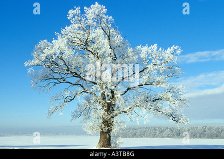 Eiche (Quercus spec.), Baum mit Raureif, Deutschland Stockfoto