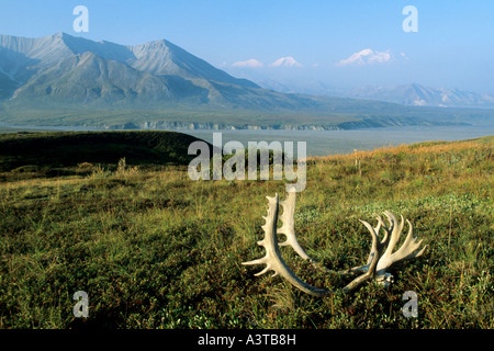 kargen Boden Carribu, Rentier (Rangifer Tarandus Caribou), Knochen in beeindruckenden Umgebung, USA, Alaska, Denali NP Stockfoto