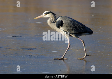 Graureiher (Ardea Cinerea), auf der Suche nach Nahrung im Winter, Deutschland, Nordrhein-Westfalen, Sauerland Stockfoto