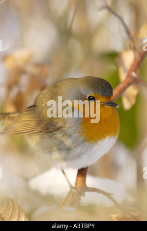 Rotkehlchen (Erithacus Rubecula), im Schnee, Deutschland, Nordrhein-Westfalen, Sauerland Stockfoto