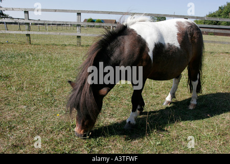 Kleines Pony Beweidung in Feld Stockfoto