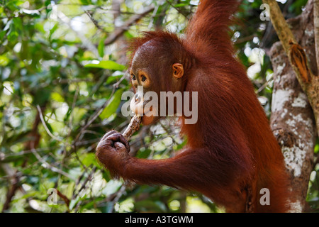 Orang Utan (Pongo Pygmaeus) in Tanjung Puting Nationalpark, Zentral-Kalimantan, Borneo, Indonesien Stockfoto