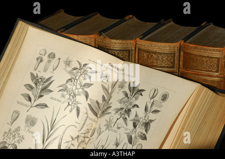 Illustrationen von Gewürzpflanzen in einer alten Enzyklopädie Stockfoto