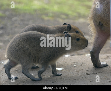 Zwei baby Capybara-nur wenige Wochen alt nach einem Erwachsenen Stockfoto