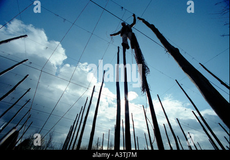 Die letzten Hop Stringer in England, traditionelle Stelzen zu verwenden, wie er arbeitet. Stockfoto