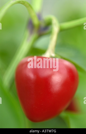 Cherry Bomb-Chili Stockfoto