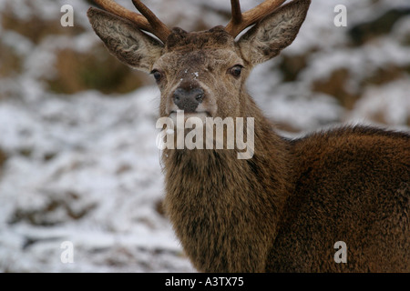 Schuss in den Kopf von Red Deer Cervus Elaphus schottischen Highlands Schottland hautnah Stockfoto