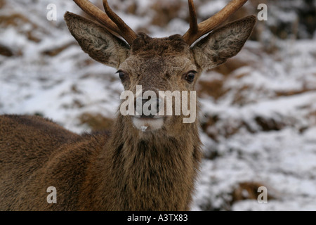 Schuss in den Kopf von Red Deer Cervus Elaphus schottischen Highlands Schottland hautnah Stockfoto