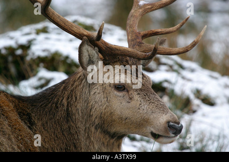 Schuss in den Kopf von Red Deer Cervus Elaphus schottischen Highlands Schottland hautnah Stockfoto