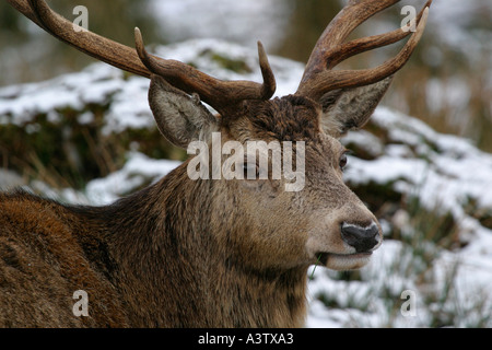 Schuss in den Kopf von Red Deer Cervus Elaphus schottischen Highlands Schottland hautnah Stockfoto