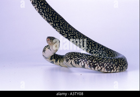 Afrikanische Ei Essen Schlange Dasypeltis scaber Stockfoto