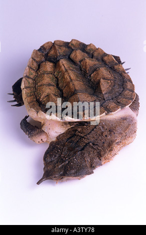 Blatt-Schildkröte oder Mata Mata Chelus Fimbriatus aus Südamerika Stockfoto
