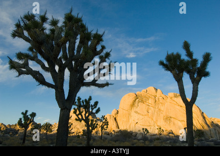 USA, Kalifornien, Joshua Tree National Park, Joshua Bäume (Yucca Brevifolia) und Granit bei Sonnenuntergang Stockfoto