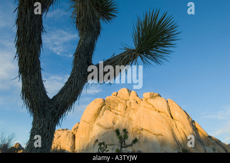 Granitfelsen und Joshua Bäume (Yucca Brevifolia) Joshua Tree Nationalpark, Kalifornien USA Stockfoto