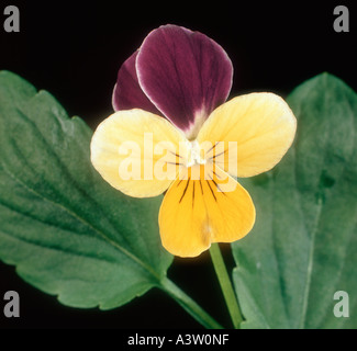 Stiefmütterchen oder wilde Stiefmütterchen Viola Tricolor Blume Stockfoto