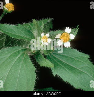 Tapferer Soldat Blumen Galinsoga parviflora Stockfoto