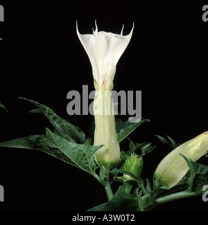Thorn Apple Datura Stramonium in Blüte zeigt Trompete geformte Blume Stockfoto