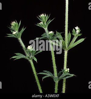 Hackmesser Galium Aparine in Blüte Studio-Hintergrund Stockfoto