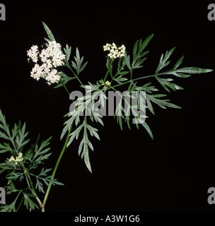 S Petersilie Aethusa Cynapium Blumen zu täuschen Stockfoto