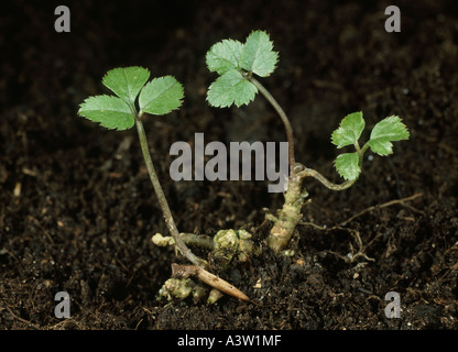 Gemahlener Elder Aegopodium Podagraria Rhizom und jungen Trieb auf Boden-Hintergrund Stockfoto