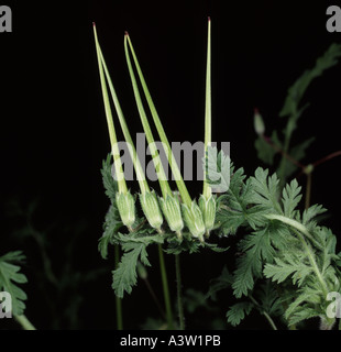 Gemeinsamen Storch s Rechnung Erodium Cicutarium seedhead Stockfoto