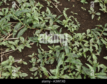 Rotschenkel (Polygonum Maculosa) Pflanzen verbreiten auf dunklen fen Boden Stockfoto