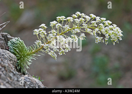 Lange-leaved Steinbrech Stockfoto