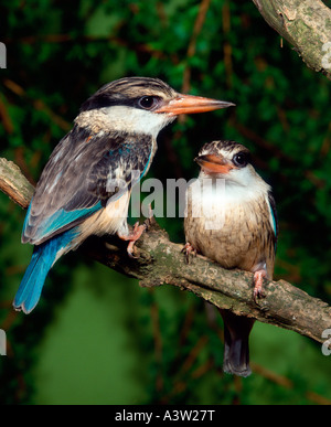 Gestreiftes Kingfisher Stockfoto