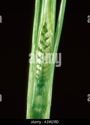 Embryo Ähre mit einem Stamm von Weizen ausgesetzt Stockfoto
