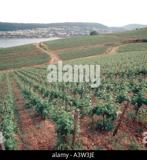 Blick auf abfallende Weinberge am Rhein-Deutschland Stockfoto