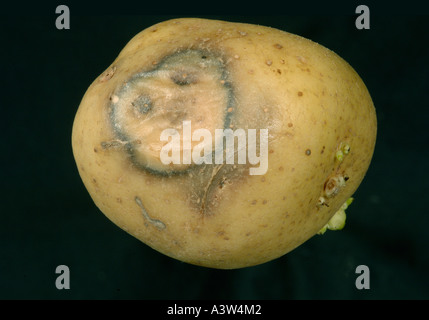 Bakterielle Weichfäule (Pektobacterium carotovorum) Läsion um die Punktionswunde auf Kartoffelknollenoberfläche Stockfoto