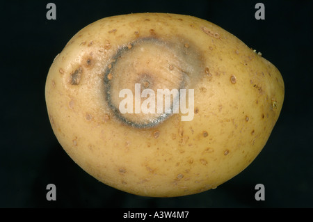 Bakterielle Weichfäule (Pektobacterium carotovorum) Läsion um die Punktionswunde auf Kartoffelknollenoberfläche Stockfoto