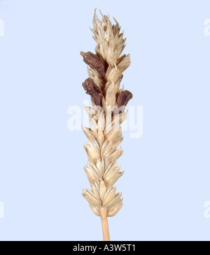 Mutterkorn Claviceps Purpurea ersetzen Korn in Reife Ähre Stockfoto