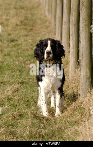 Schwarz weiße Springer Spaniel Blick in Richtung Kamera von Feld-Zaun Stockfoto