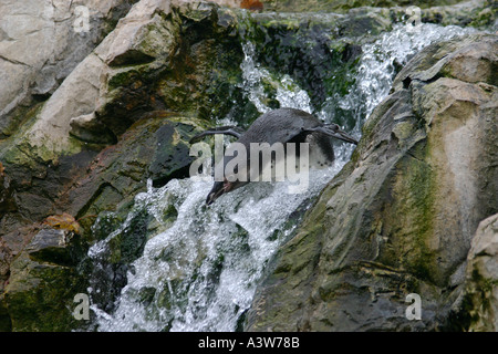 Humboldt-Pinguin im Wasserfall Stockfoto