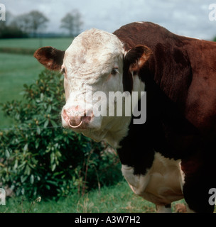 Nahaufnahme des Kopfes eine Ahnentafel Hereford Bulle Stockfoto