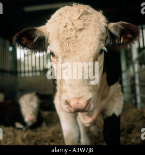 Young-Hereford Stier in einem Stift vor der Kamera Stockfoto