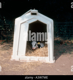 Holstein-Kalb in Kälberhütten auf dem Bauernhof Stockfoto