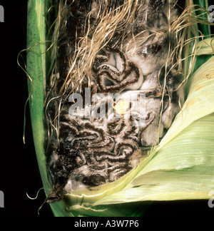Maissmais smut Ustilago maydis erkrankte Maiskolben mit deformierten Körnern geschnitten Stockfoto