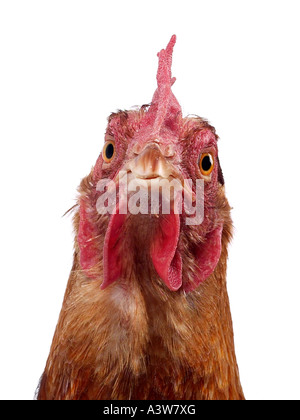 Ein Huhn auf der Suche eine Kamera, hier bei Ihnen sucht. Stockfoto